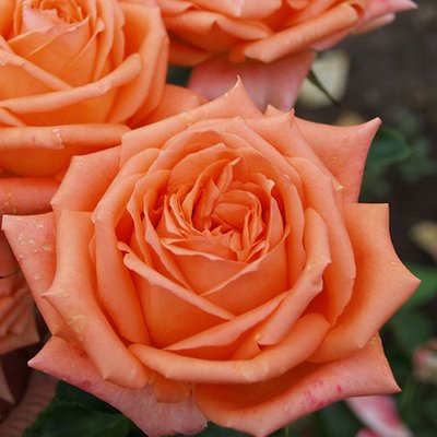 Роза чайно-гибридная Эльдорадо a-1768 фото
