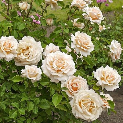 Троянда чайно-гібридна Даймонд Джубілі a-1429 фото