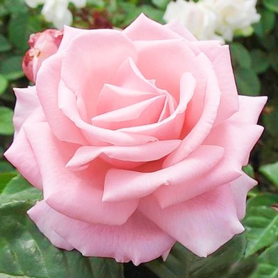 Троянда чайно-гібридна Хелена a-1477 фото