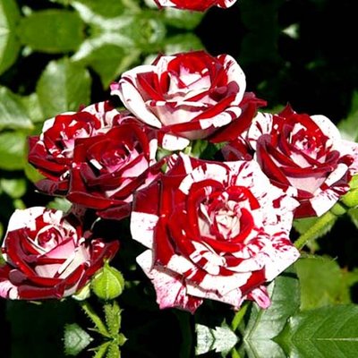 Роза спрей Найт Флеш a-1750 фото
