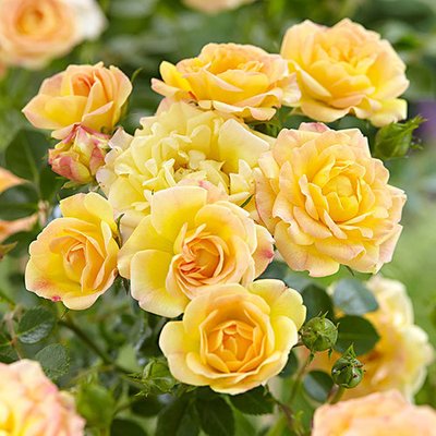 Троянда ґрунтопокривна Йеллоу Фейрі a-1553 фото