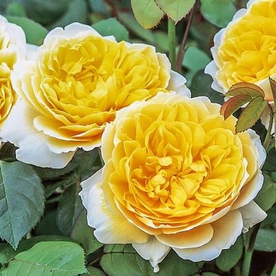 Роза английская Шарлотта a-1570 фото