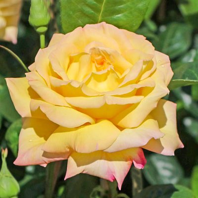 Троянда чайно-гібридна Глорія Дей a-1810 фото