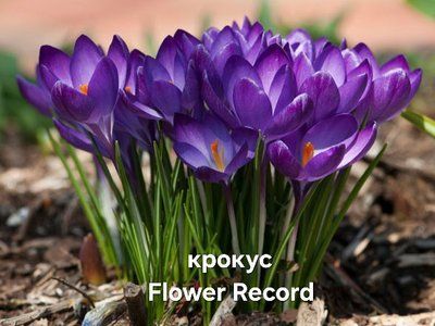 Крокус у горщику Flower Record 12456111 фото