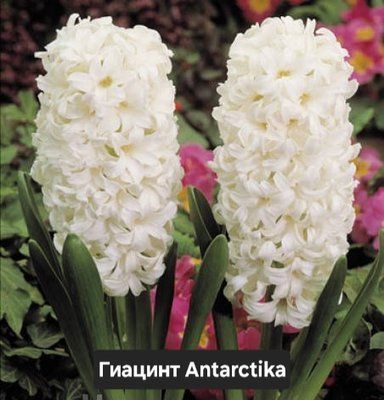 Гіацинт у горщику Antarctika 3803 фото