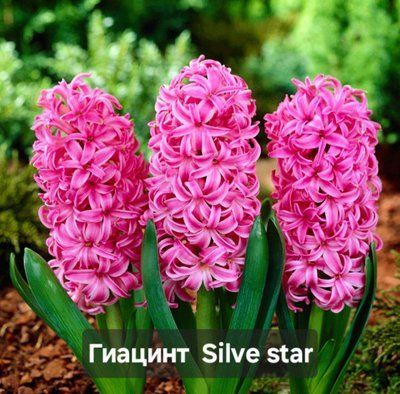 Гіацинт у горщику Silve Star 3806 фото