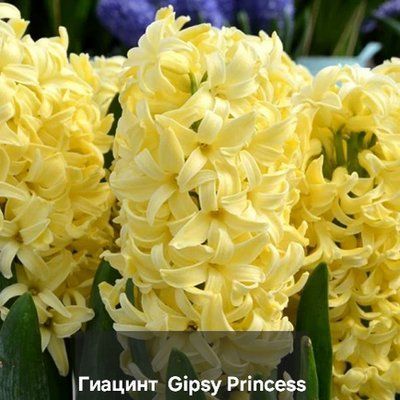 Гіацинт у горщику Gipsy Princess 3807 фото