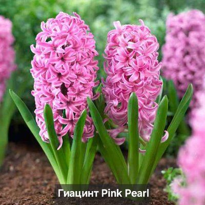 Гіацинт у горщику Pink Pearl 3808 фото
