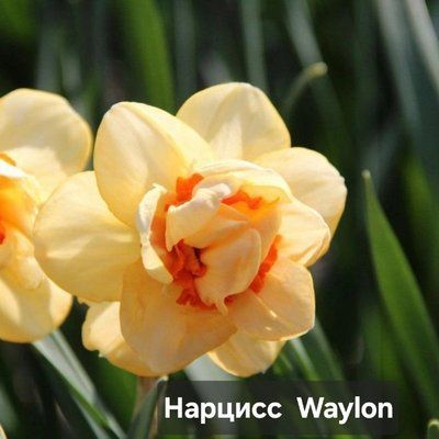 Нарцис у горщику Waylon 3829 фото